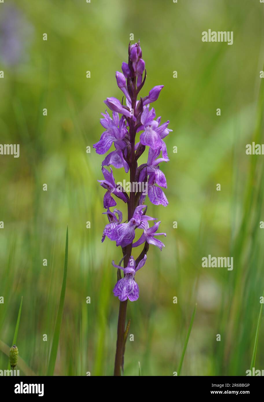 Wild orchid, Dactylorhiza elata, robust marsh orchid next to stream, Andalucia, Spain. Stock Photo