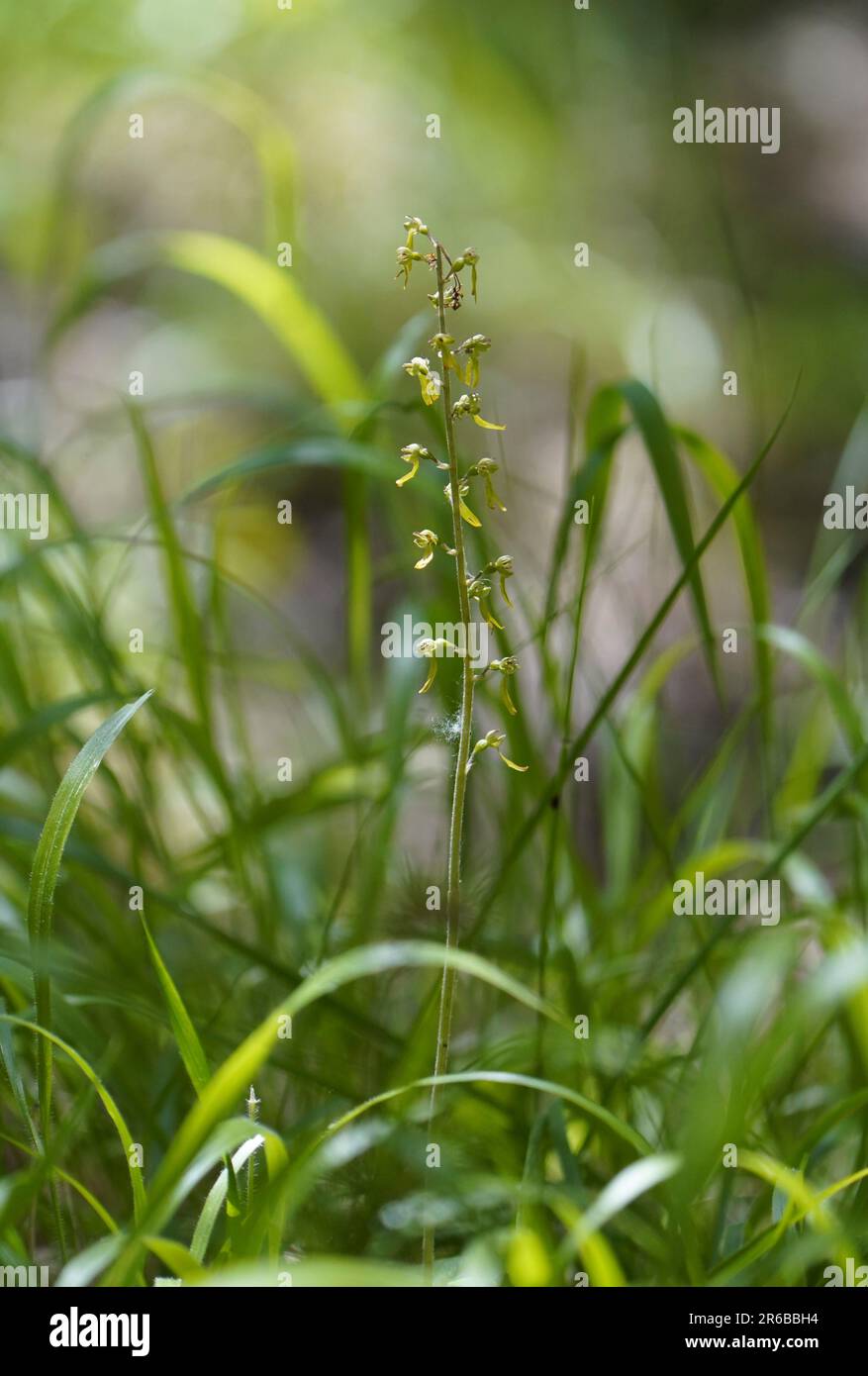 Common twayblade, Wild orchid, eggleaf twayblade, Listera ovata, Andalucia, Spain. Stock Photo
