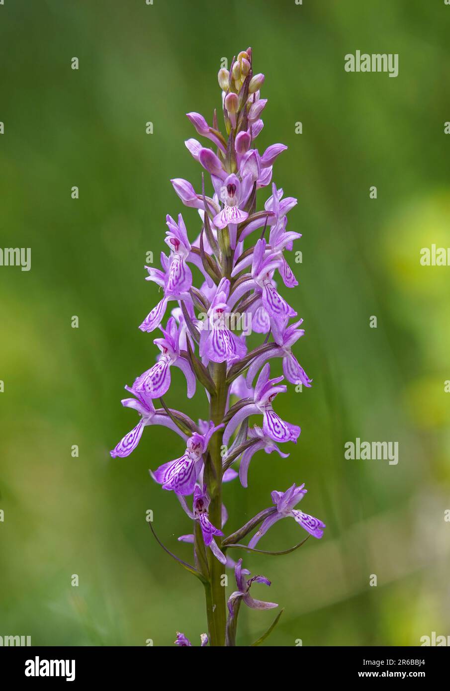 Wild orchid, Dactylorhiza elata, robust marsh orchid next to stream, Andalucia, Spain. Stock Photo