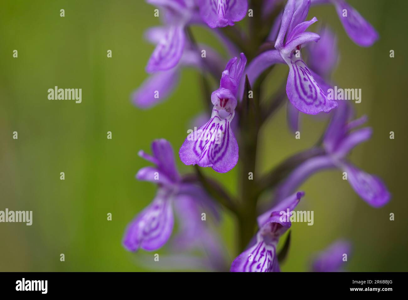 Flower detail of wild orchid, Dactylorhiza elata, robust marsh orchid next to stream, Andalucia, Spain. Stock Photo
