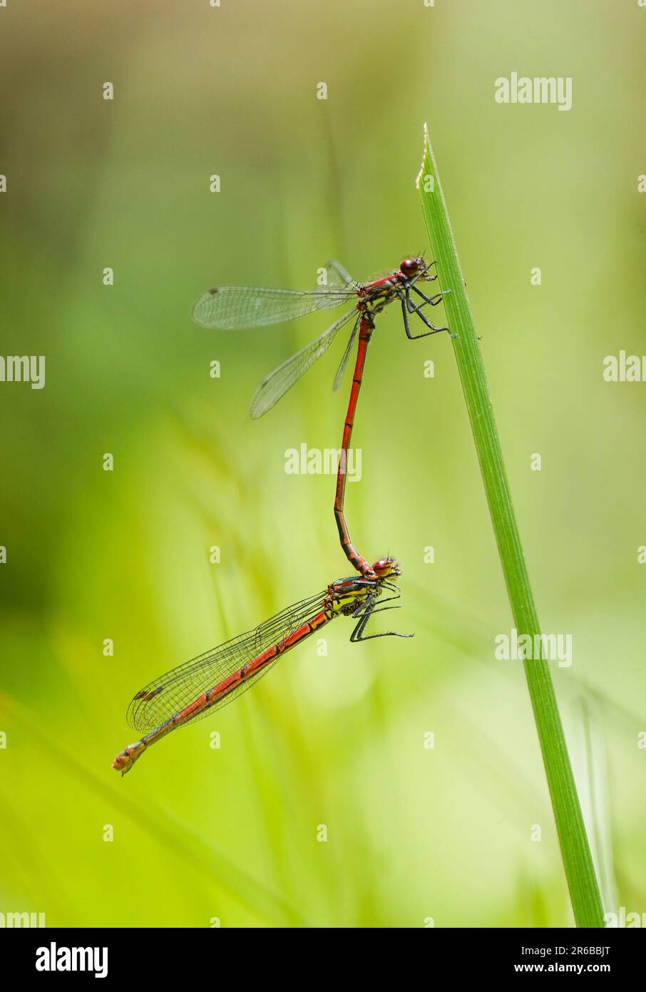 Large Red Damselfly, Pyrrhosoma nymphula, male and female mating. on water leaf, Spain. Stock Photo