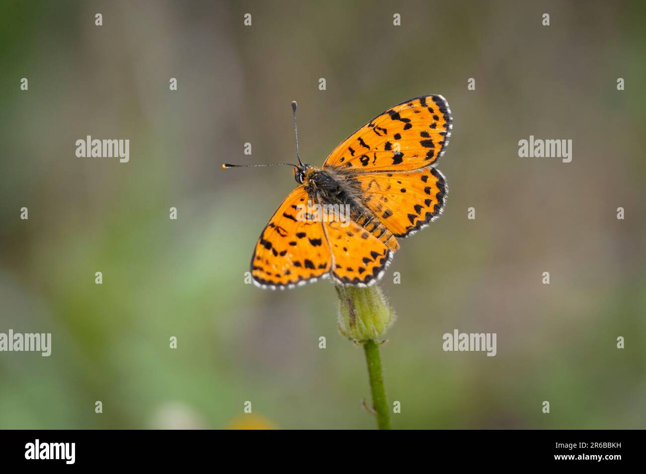 Spotted fritillary,Melitaea didyma,basking in sun, butterfly, Andalucia, Spain. Stock Photo