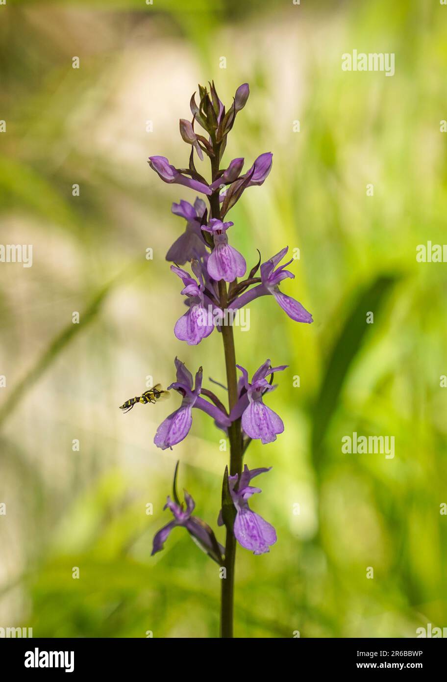 Flower detail of wild orchid, Dactylorhiza elata, robust marsh orchid next to stream, Andalucia, Spain. Stock Photo