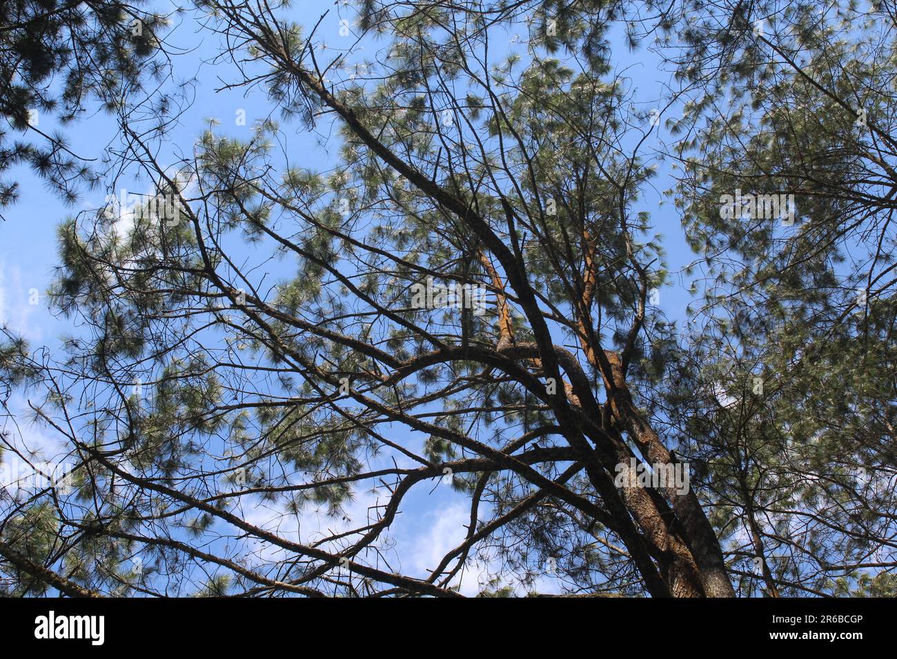 a beautiful pine in Indonesia in country Tasikmalaya Stock Photo Alamy