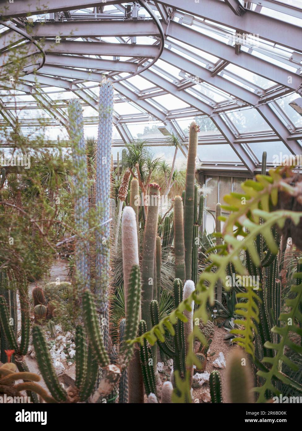 the cactus room in botanical garden in dahlem Stock Photo