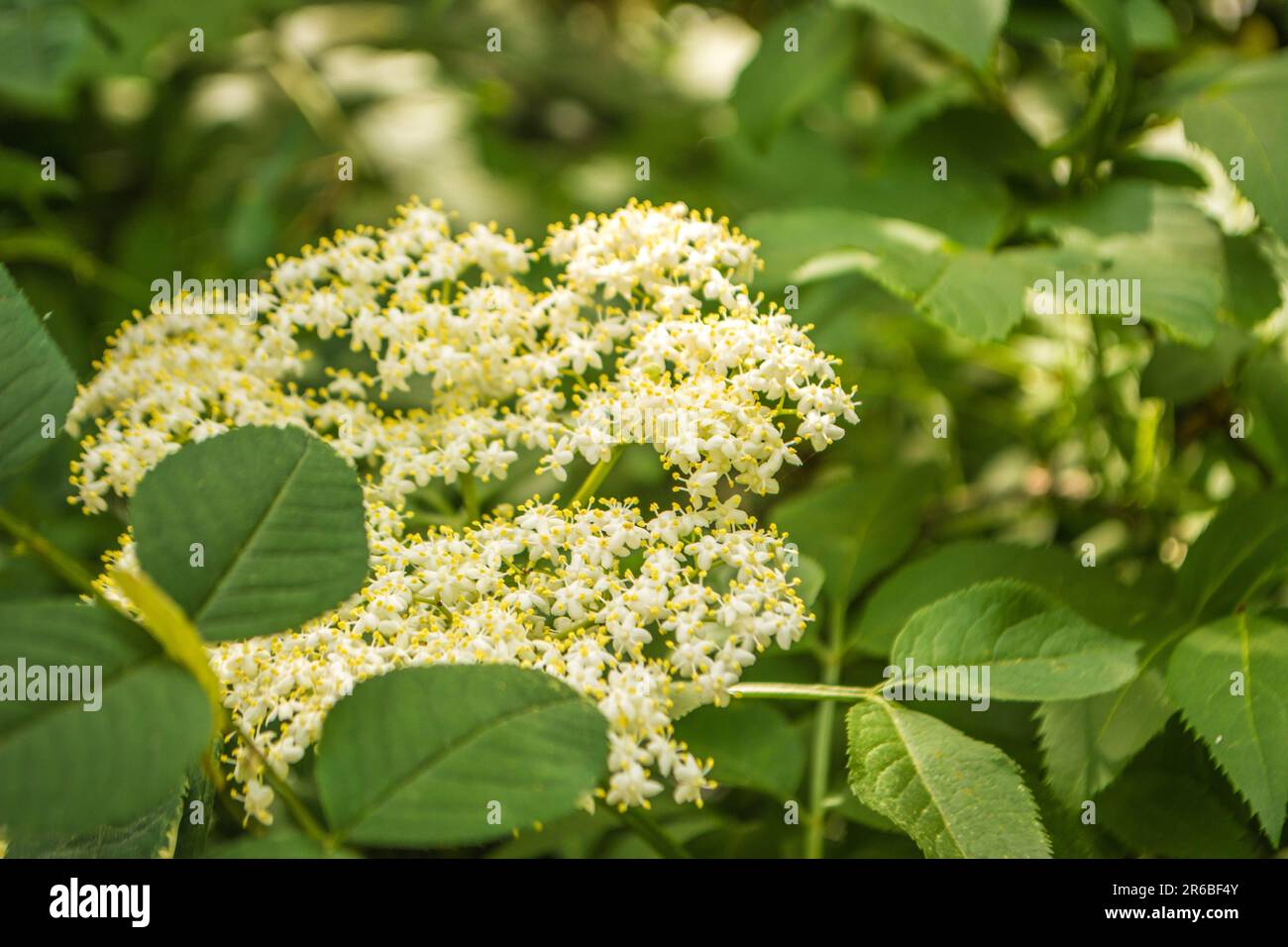 elderberry flower Stock Photo