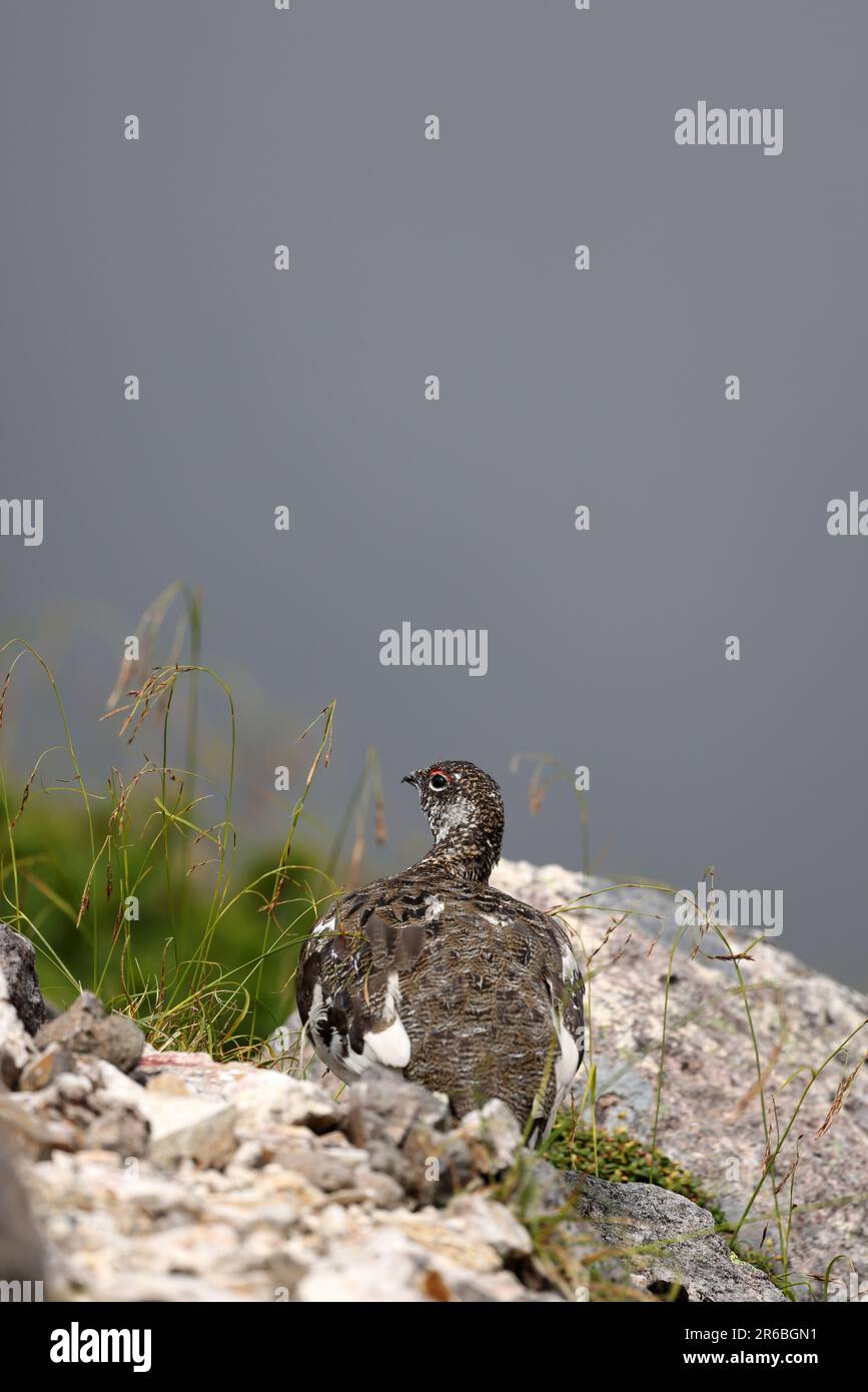 Rock ptarmigan (Lagopus muta japonica) in Japan Stock Photo Alamy