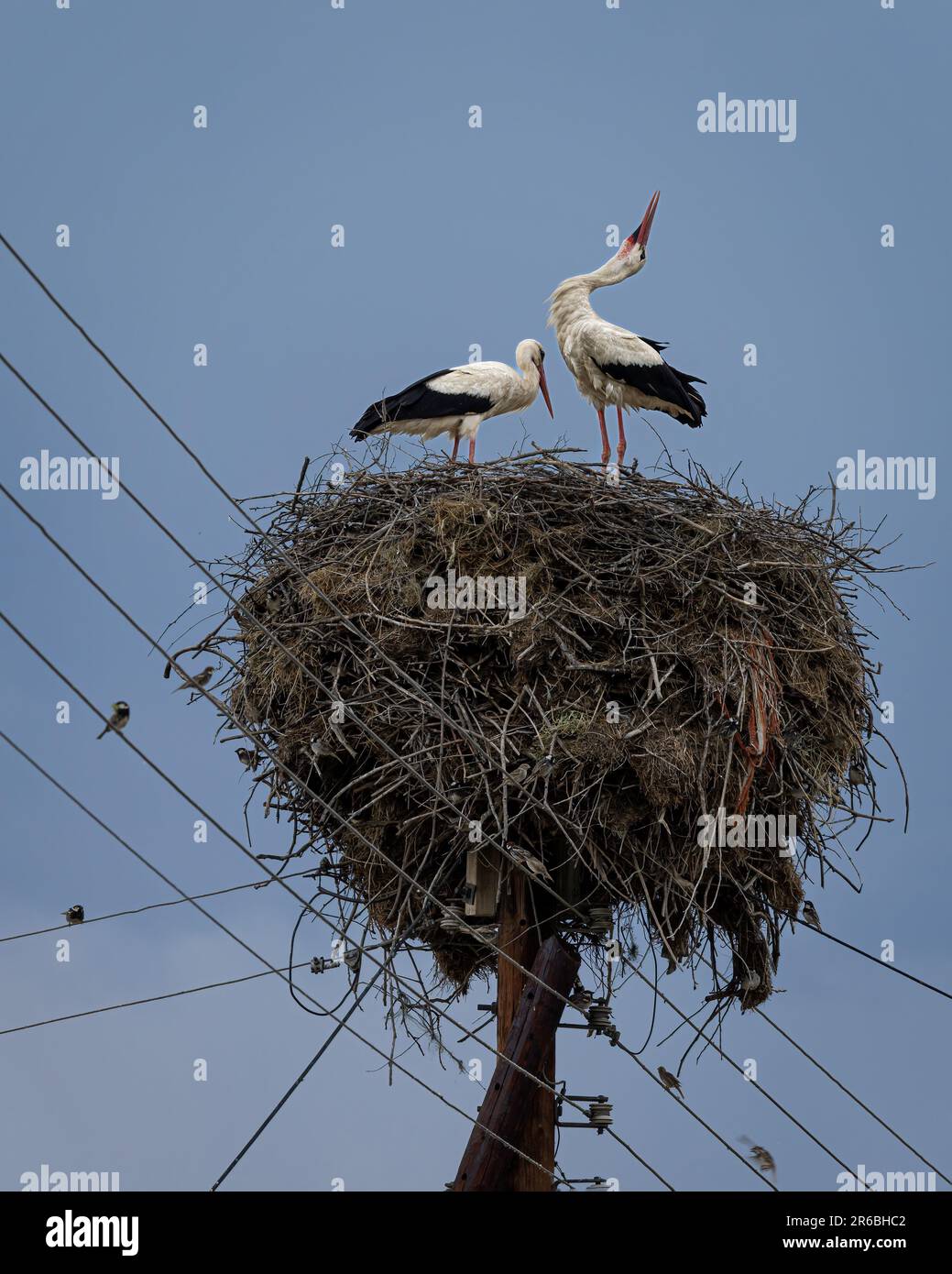 White Stork At Nest Stock Photo
