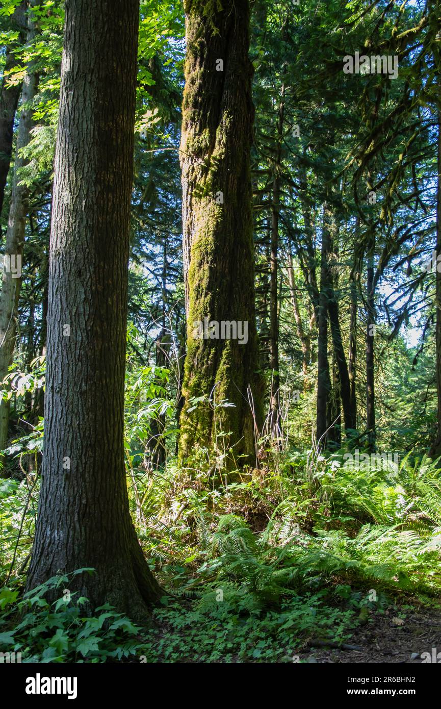 Forest at Bridal Veil Falls provincial park in Chilliwack, British Columbia, Canada Stock Photo