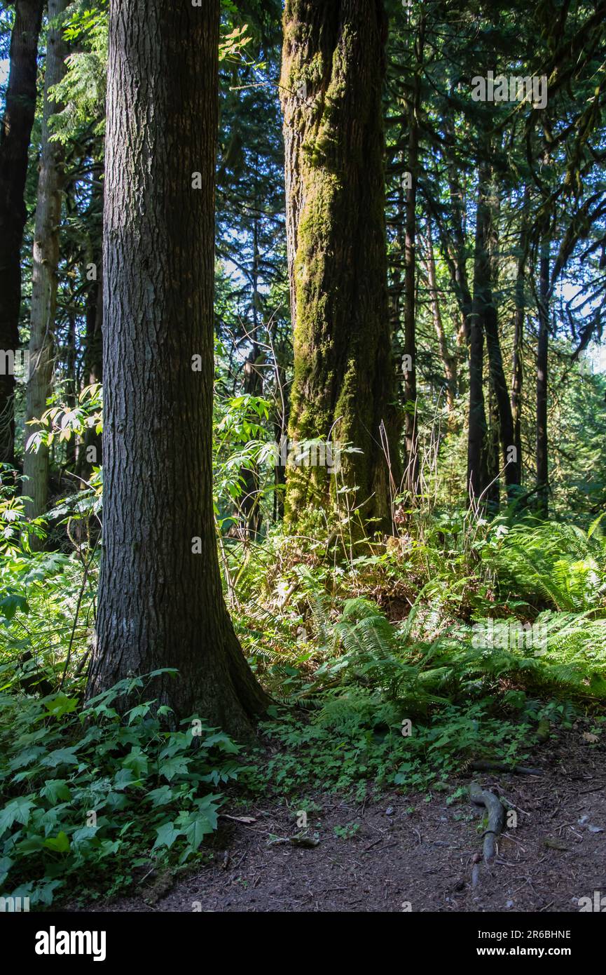 Forest at Bridal Veil Falls provincial park in Chilliwack, British