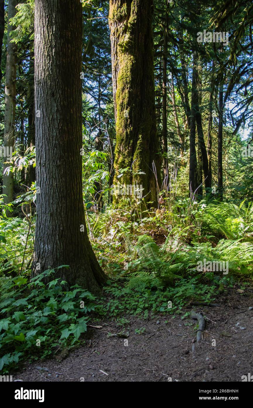 Forest at Bridal Veil Falls provincial park in Chilliwack, British Columbia, Canada Stock Photo