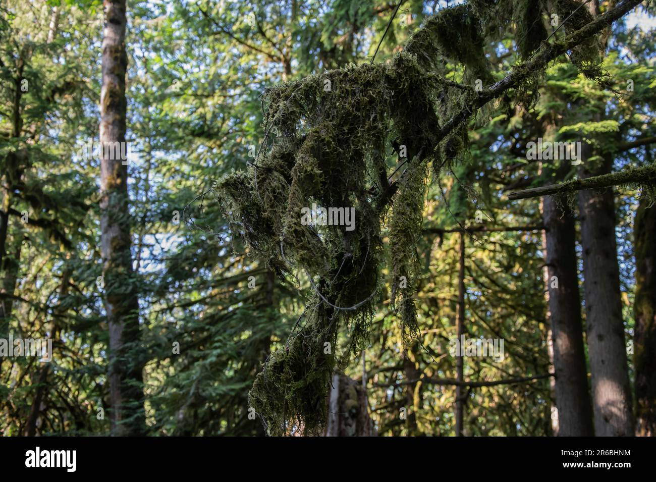 Mossy branches at Bridal Veil Falls provincial park in Chilliwack, British Columbia, Canada Stock Photo