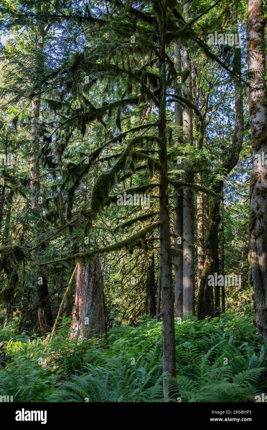 Forest at Bridal Veil Falls provincial park in Chilliwack, British Columbia, Canada Stock Photo