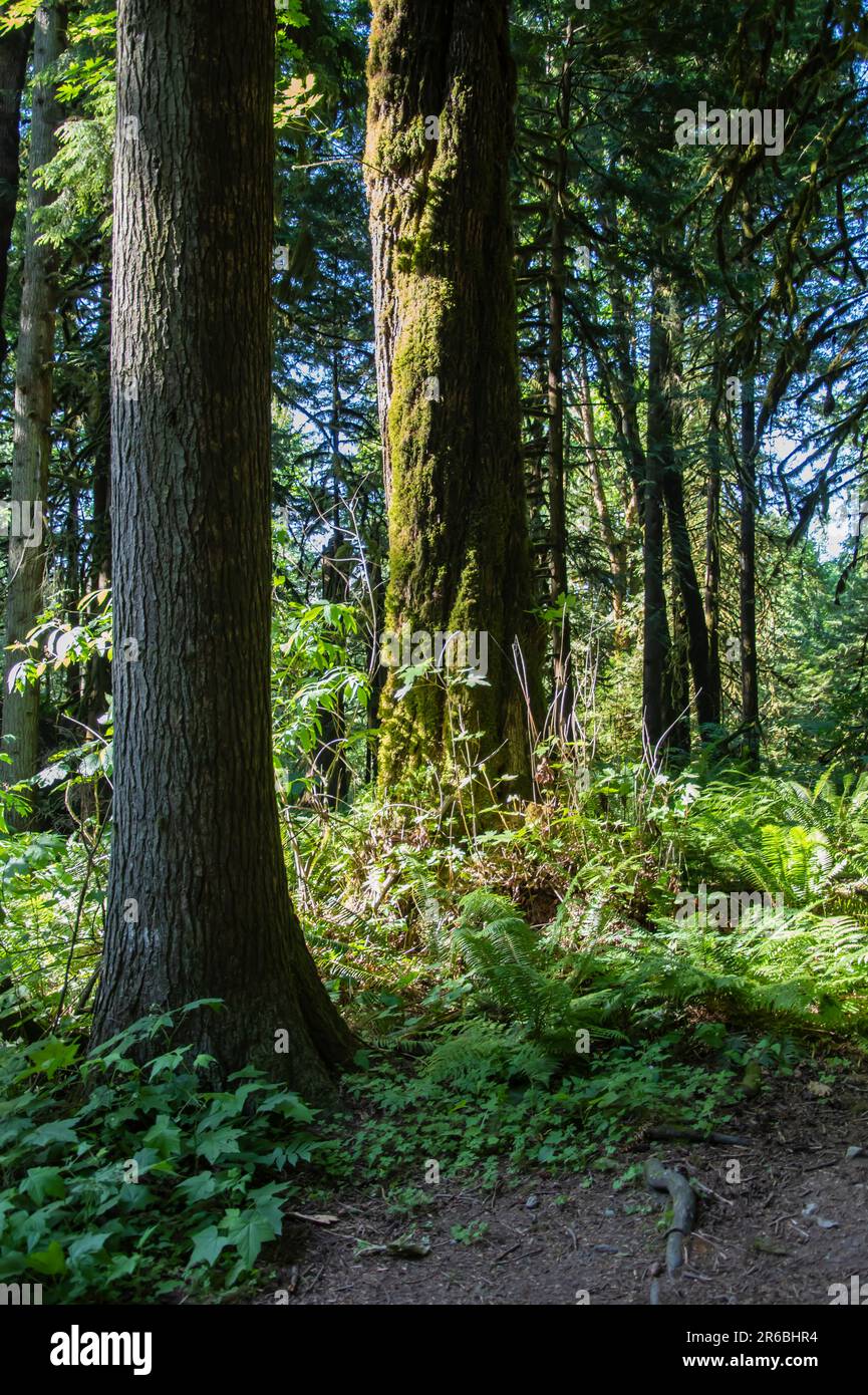 Forest at Bridal Veil Falls provincial park in Chilliwack, British Columbia, Canada Stock Photo