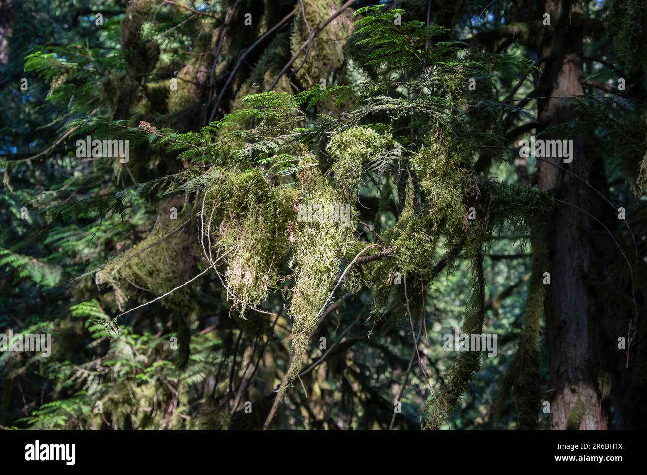 Mossy branches at Bridal Veil Falls provincial park in Chilliwack, British Columbia, Canada Stock Photo