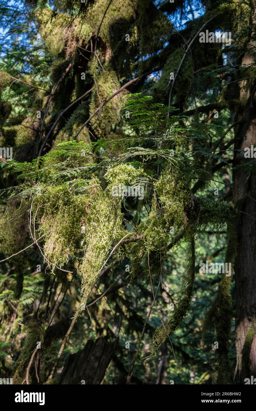 Mossy branches at Bridal Veil Falls provincial park in Chilliwack, British Columbia, Canada Stock Photo