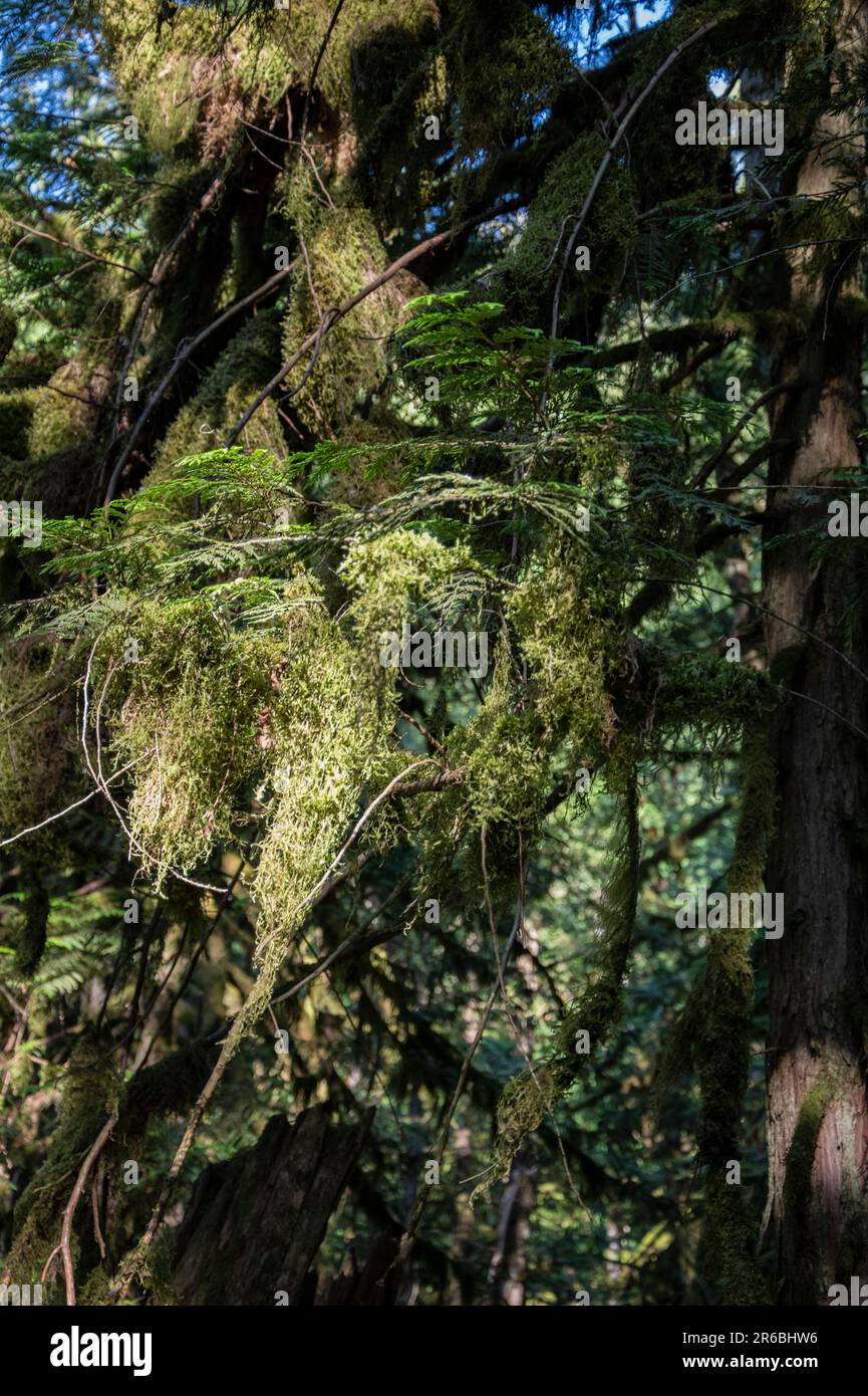 Mossy branches at Bridal Veil Falls provincial park in Chilliwack, British Columbia, Canada Stock Photo