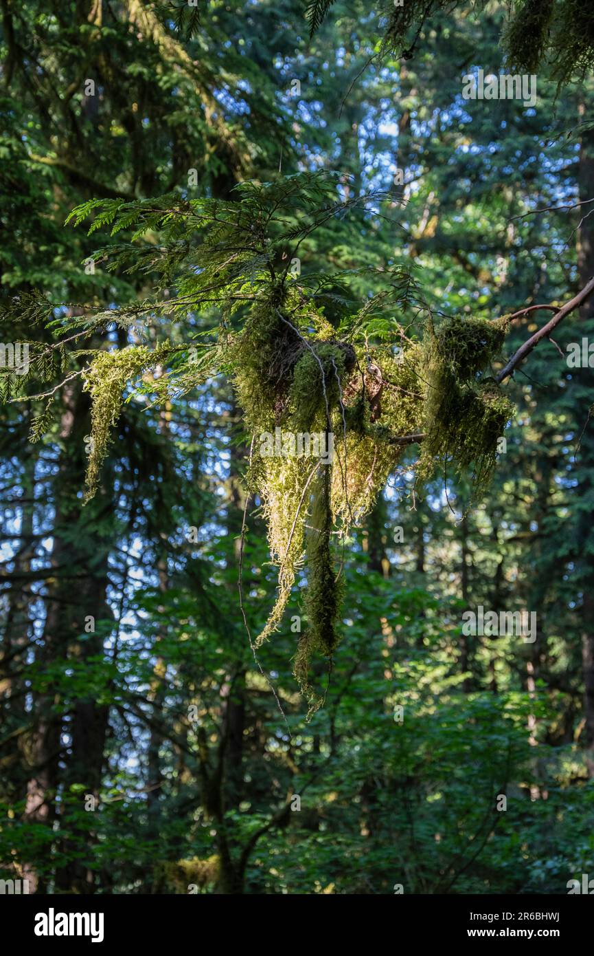 Mossy branches at Bridal Veil Falls provincial park in Chilliwack, British Columbia, Canada Stock Photo