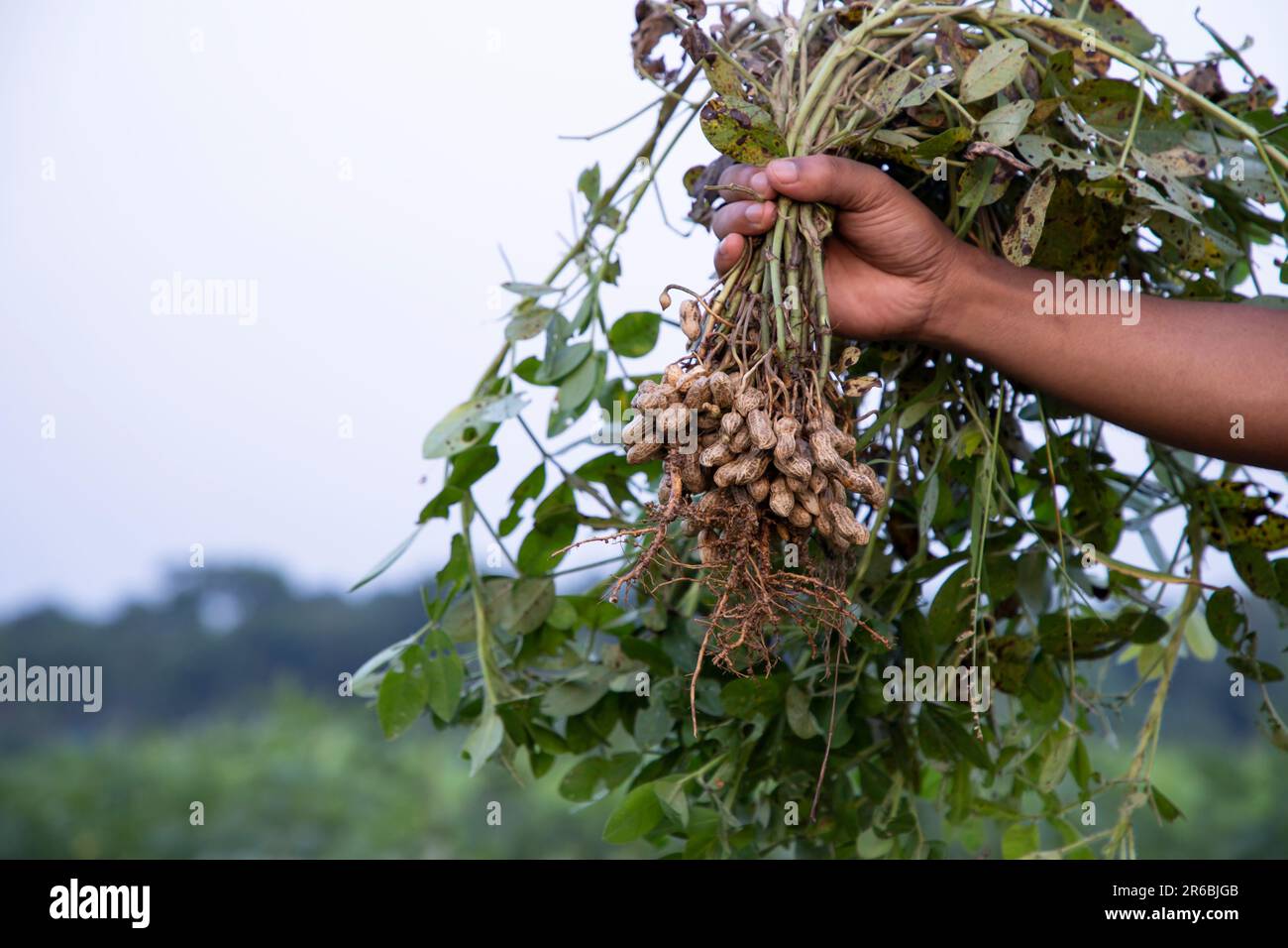 peanut on farmer's hand in the field. Agriculture harvest concept Stock Photo