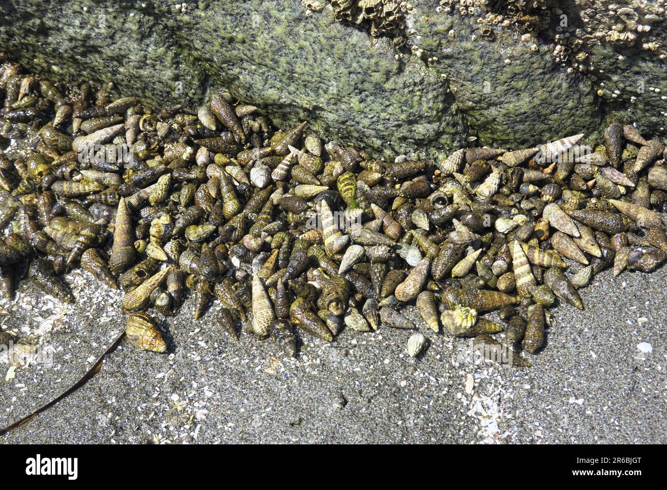 Mudflat snails (Batillaria cumingi) - Molluscs clustered around a rock on the beach at lot tide - Crescent Beach, B. C, Canada Stock Photo