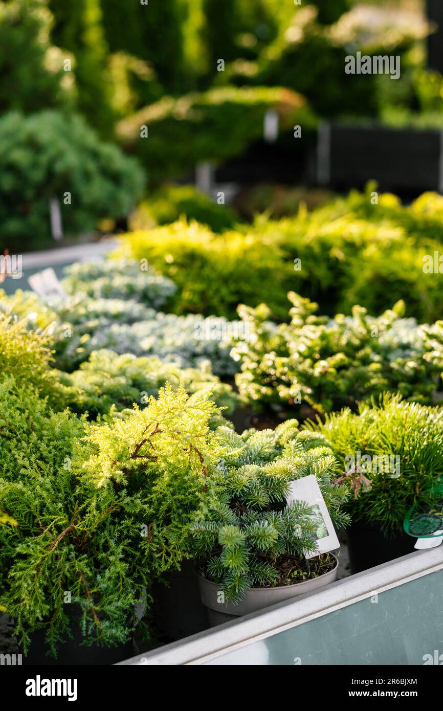 various dwarf conifer plants sold in a garden center Stock Photo