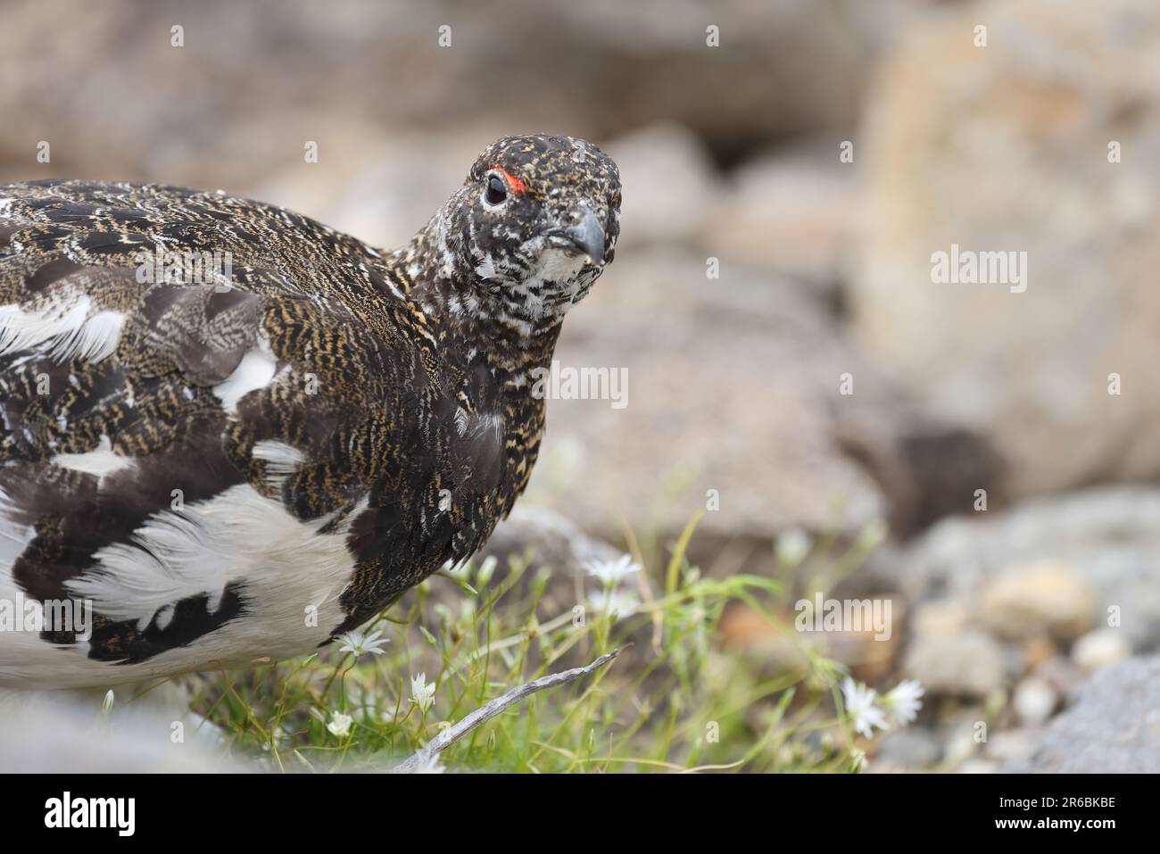 Rock ptarmigan (Lagopus muta japonica) in Japan Stock Photo Alamy