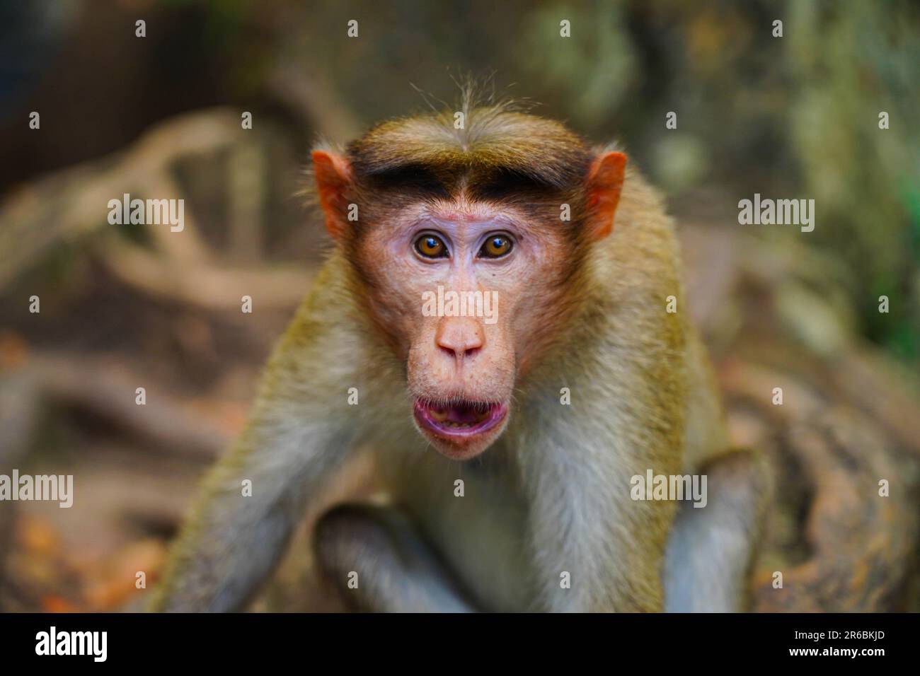 Face of an angry monkey in close up shot, wild life from Western Ghats  Stock Photo - Alamy