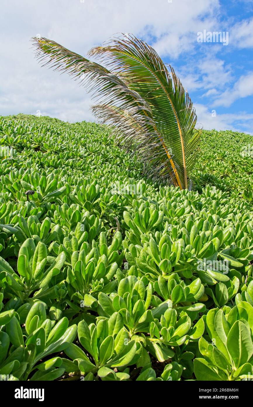 Palm fronds over stand of Naupaka Kahakai (Scaevola taccada) shrub on hillside in Kauai Stock Photo