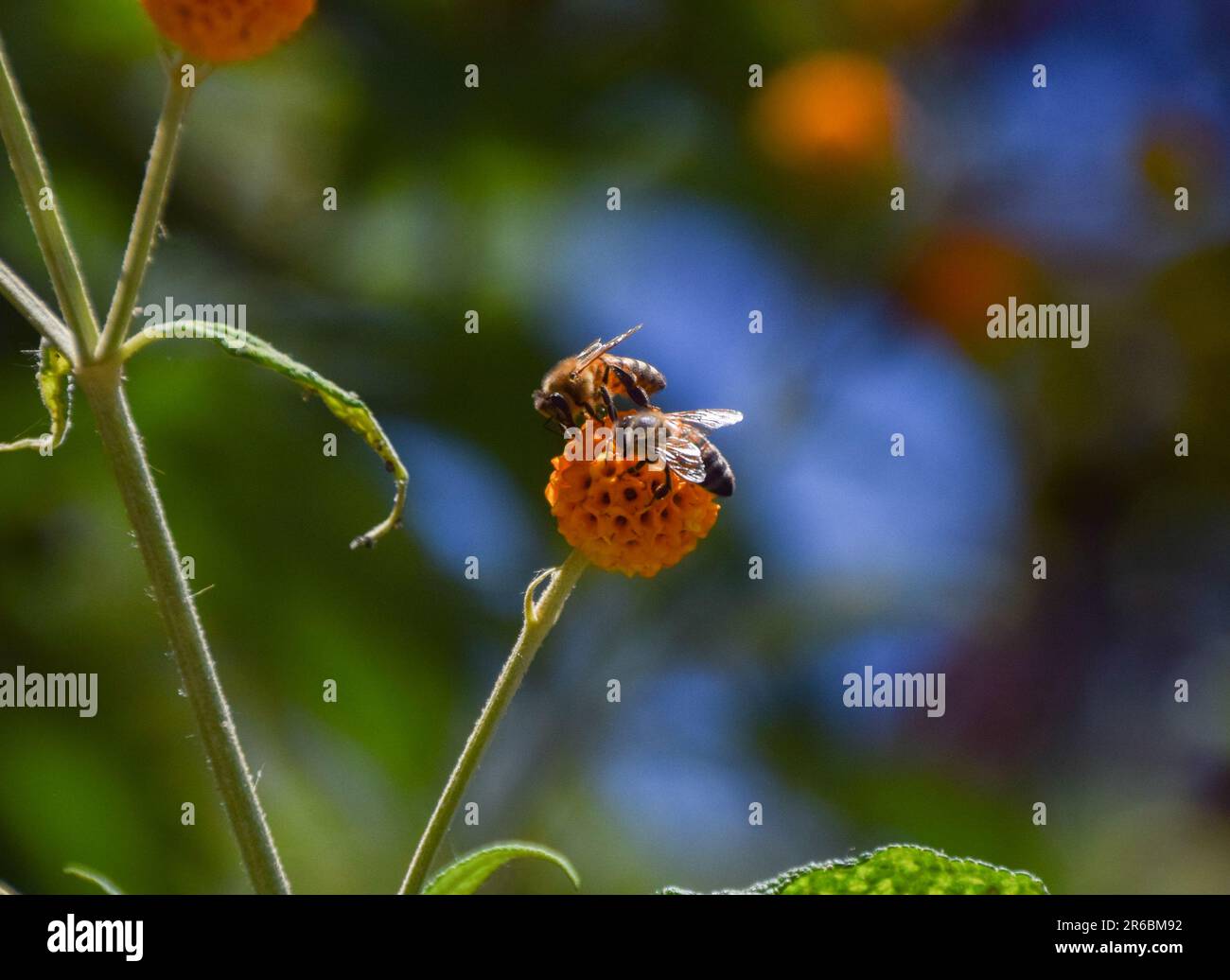 London, UK. 8th June 2023. Bees pollinate an orange ball tree flower