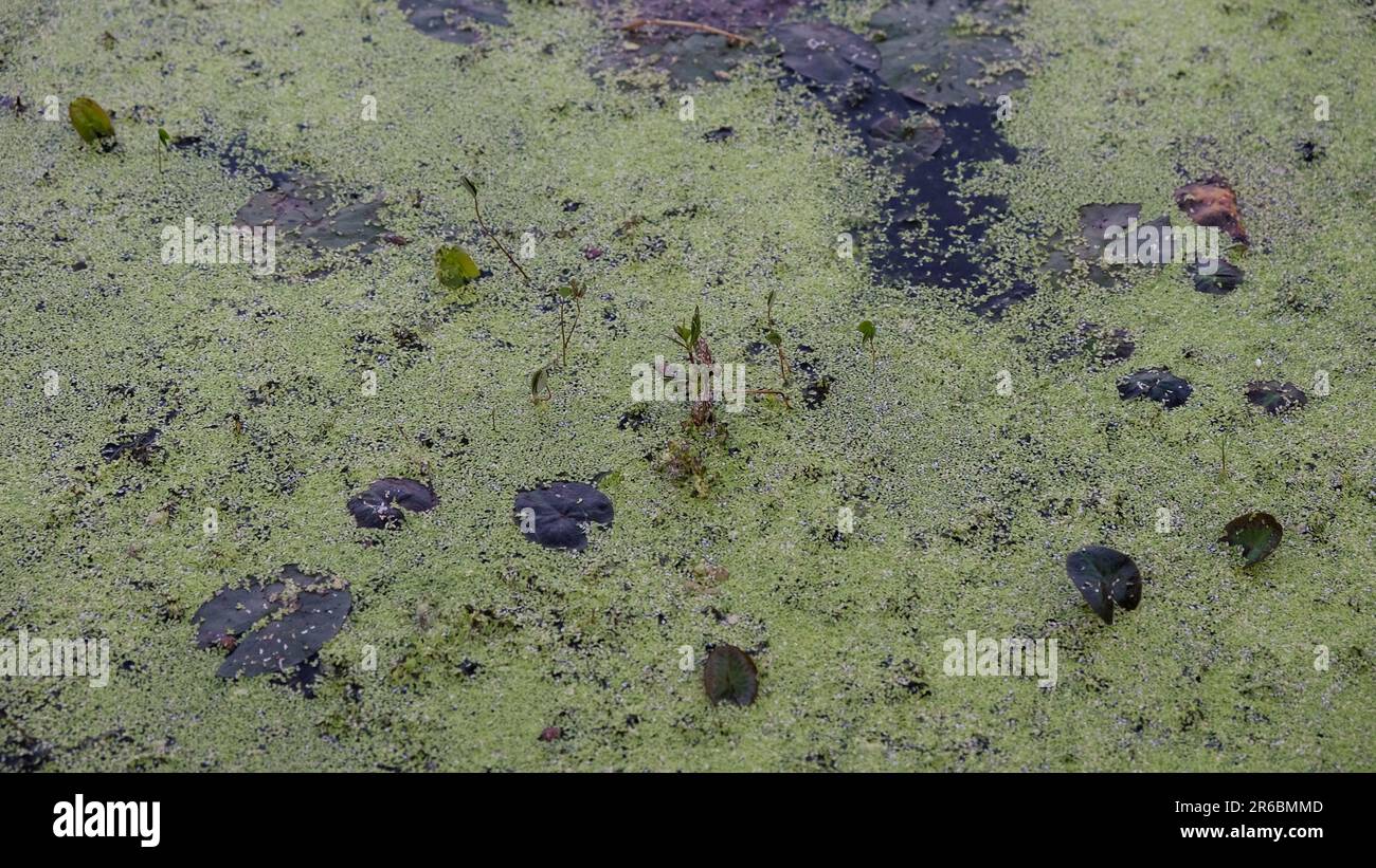 Aquatic plants creates hi-res stock photography and images - Alamy