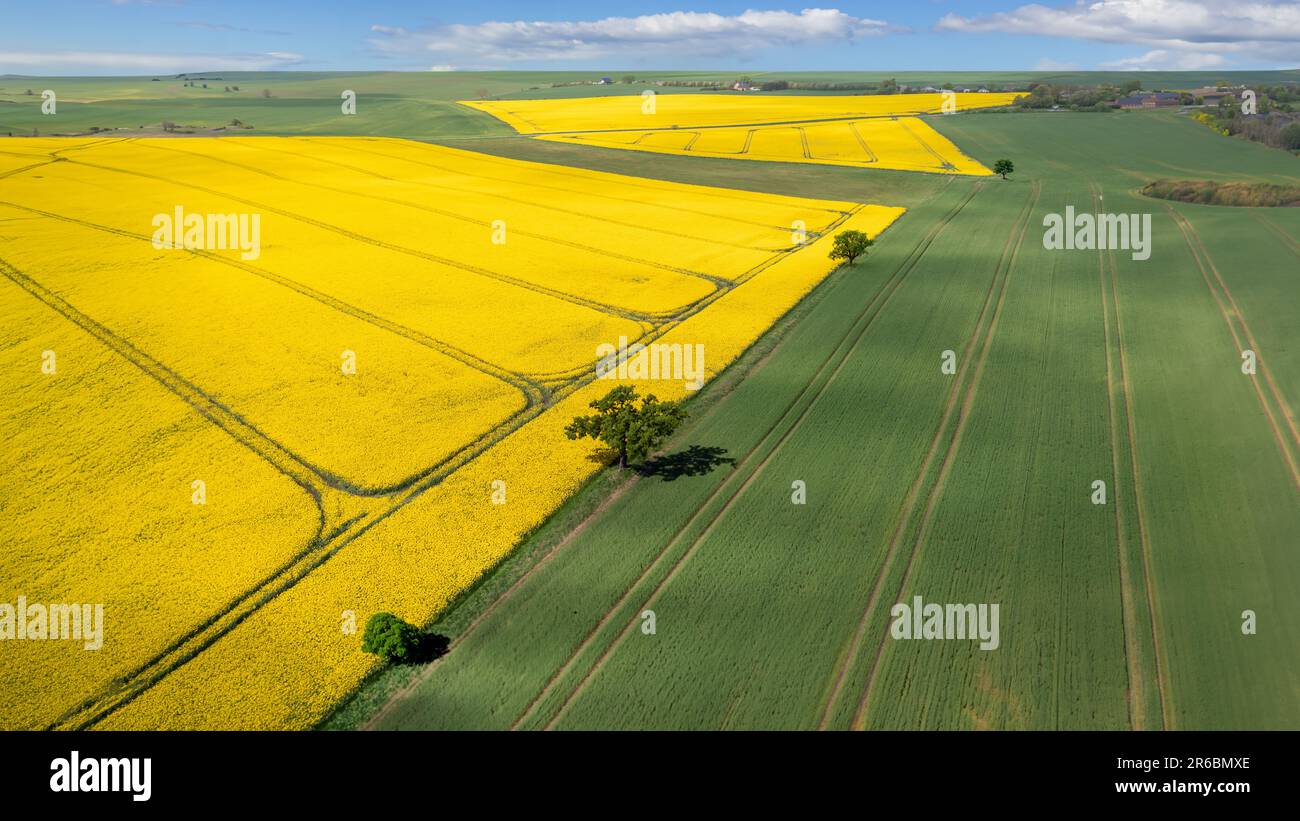 Yellow and Green Agricultural Fields in Denmark Stock Photo Alamy