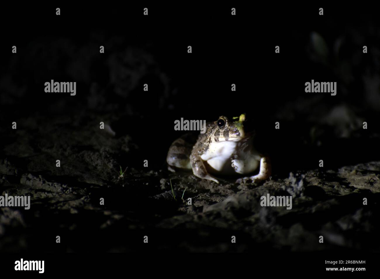 Close-up of yellow Indian frog is hunting in a pond at night Stock Photo -  Alamy