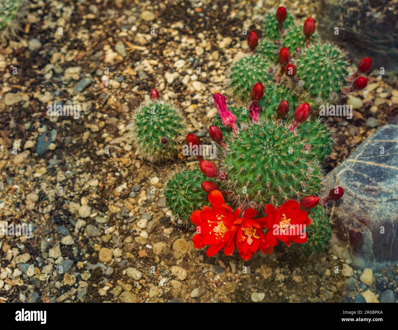 Tiny little beautiful bright hot purple pink flowers of Rebutia cactus. Stock Photo