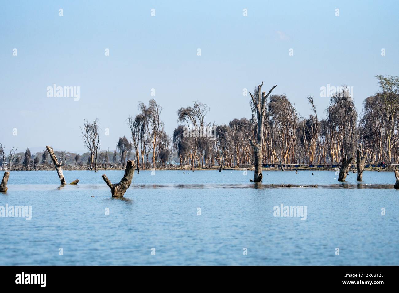 Lake of dead trees tropical hi-res stock photography and images - Alamy