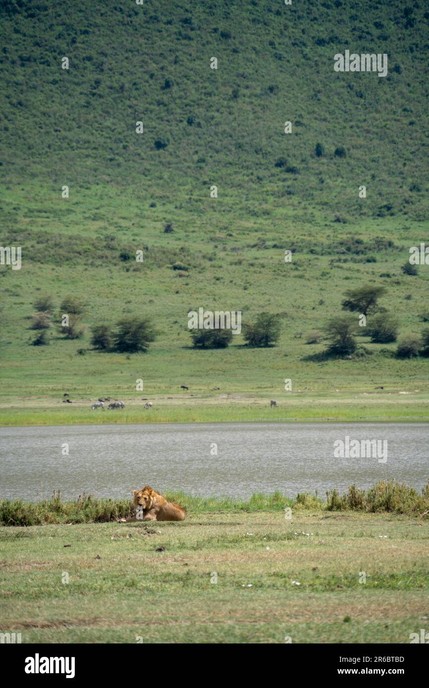Adorable lion male with man sits in the grass, as flies crawl on him in Ngorongoro Crater Tanzania Stock Photo