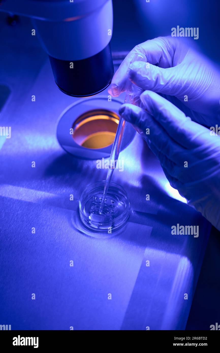 Reproduction specialist examining female cells under microscope Stock Photo