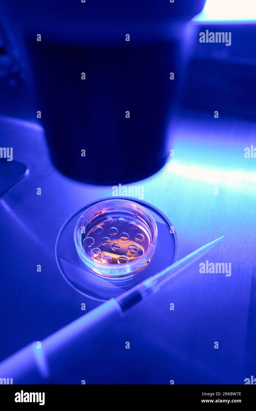 Laboratory worker examining under microscope stem cells in petri dish Stock Photo