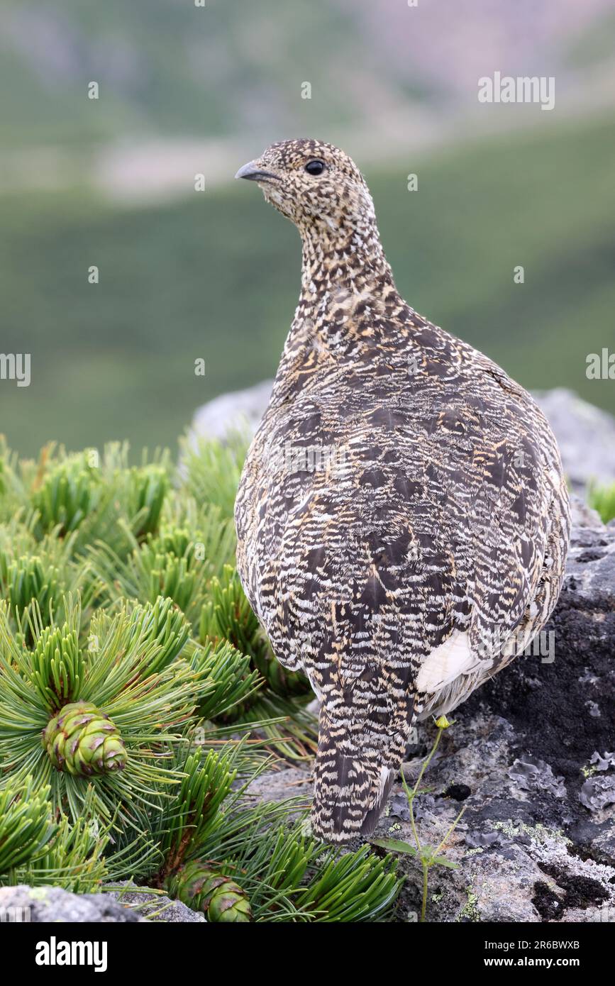 Rock ptarmigan (Lagopus muta japonica) in Japan Stock Photo Alamy