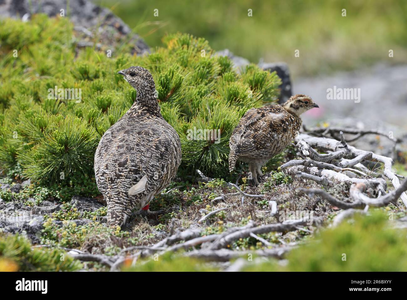 Rock ptarmigan (Lagopus muta japonica) in Japan Stock Photo Alamy