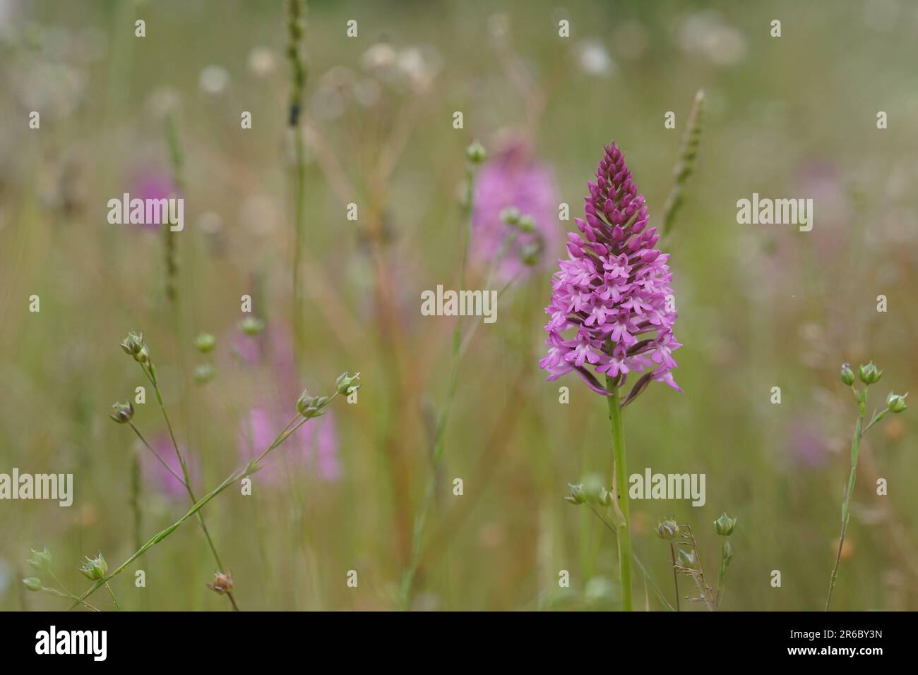 Natural closeup on a colorful purple Pyramidal Orchid, Anacamptis pyramidalis in a meadow Stock Photo