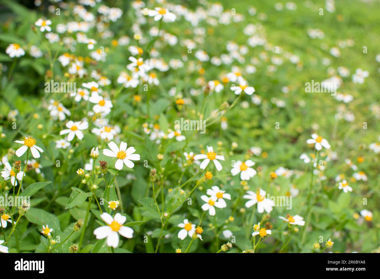 Lawn weed is good for pollinators. Weed grass. White flowers Stock Photo Alamy