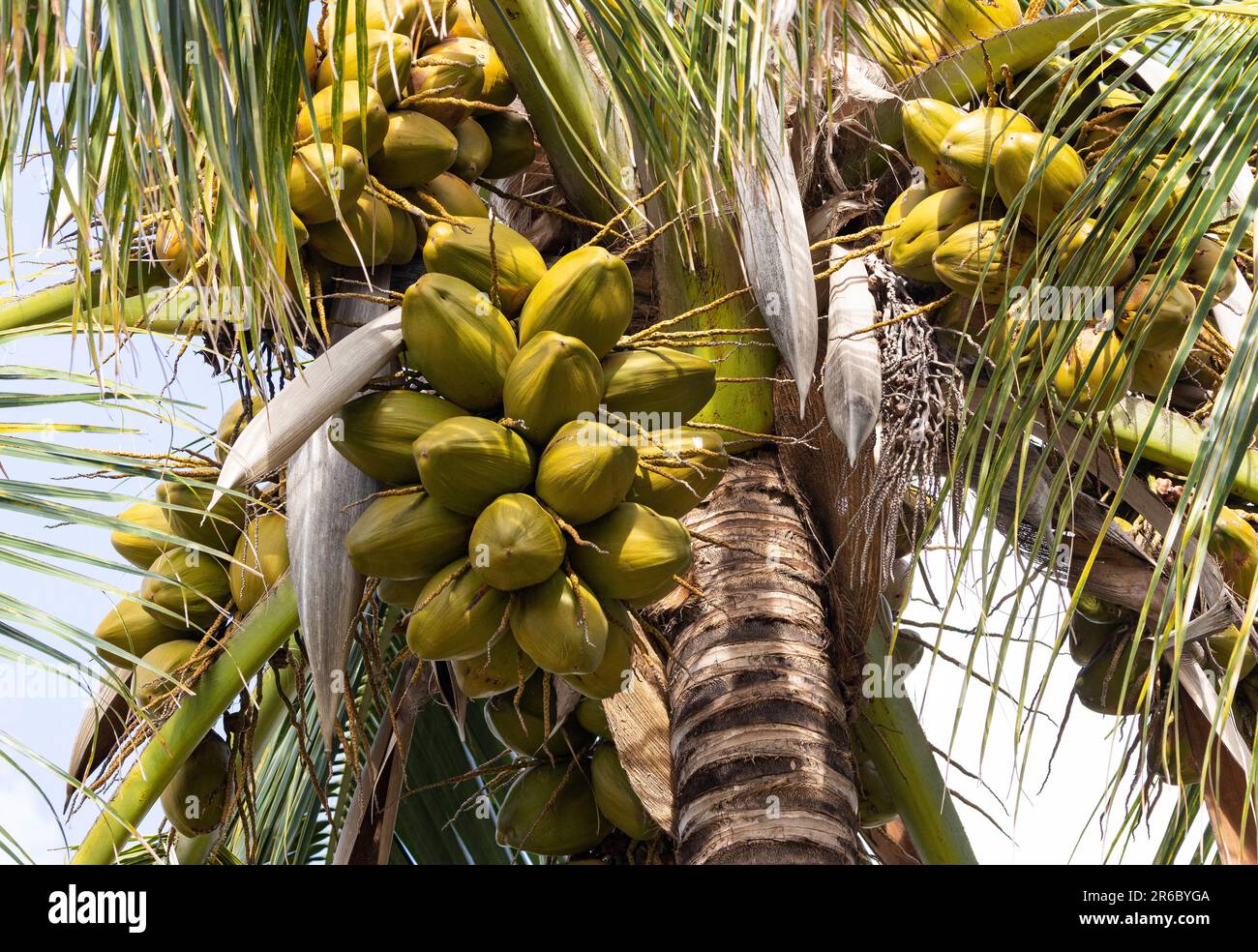 Coconuts ripen on the drooping stalks the flowers first emerged on. A