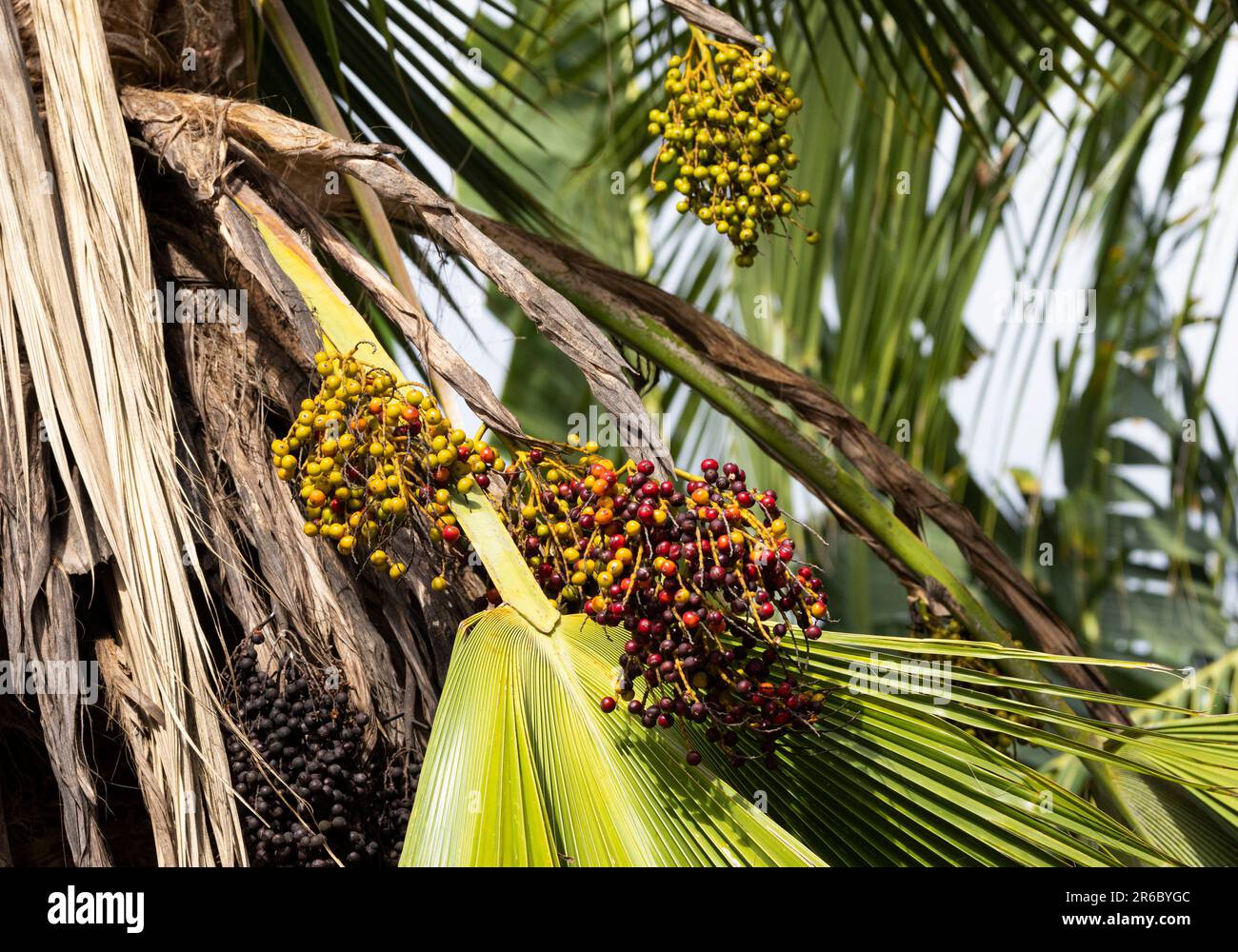 The flowers of the Coconut Palm have been pollinated and the clusters of fruit start to develop on drooping stalks. Stock Photo