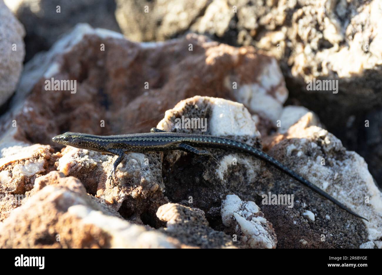 The only lizard found along the intertidal zone of the East African sea coast, the Coral Rag Skink is small and slender and hunts crustaceans. Stock Photo