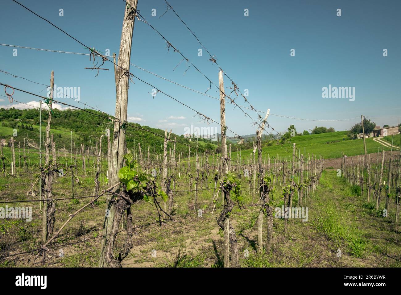 The vineyard in spring at Castello di Serravalle, province of Bologna, Emilia Romagna, Italy - The production area of the IGP wine called Pignoletto. Stock Photo