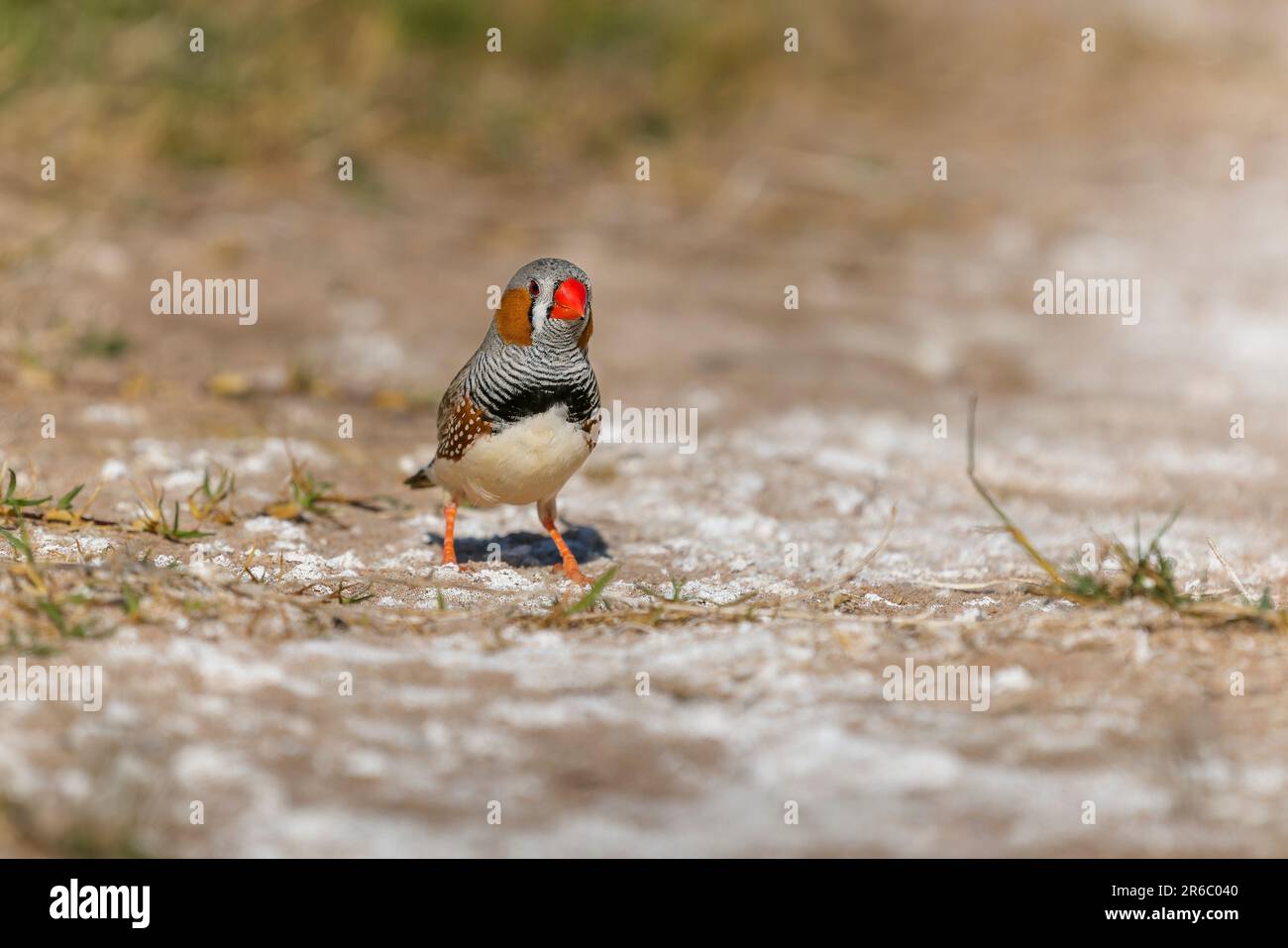 A vibrant Zebra Finch stands on the ground in its natural habitat Stock