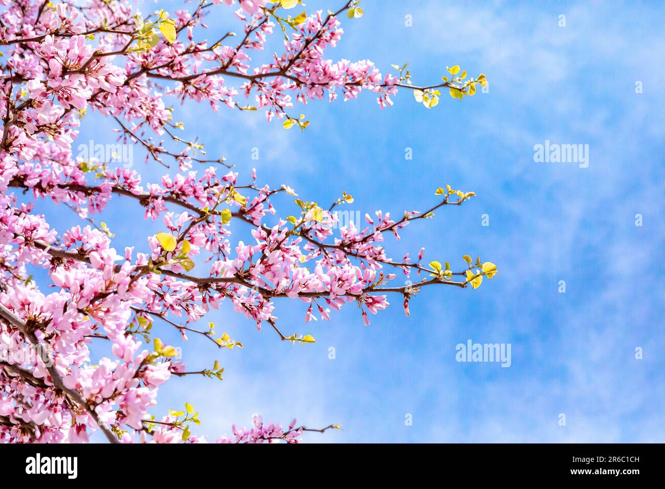 Vibrant Pink Cherry Blossom Blooms against a blue sky background. Taken in Notting HIll, London, England. Stock Photo