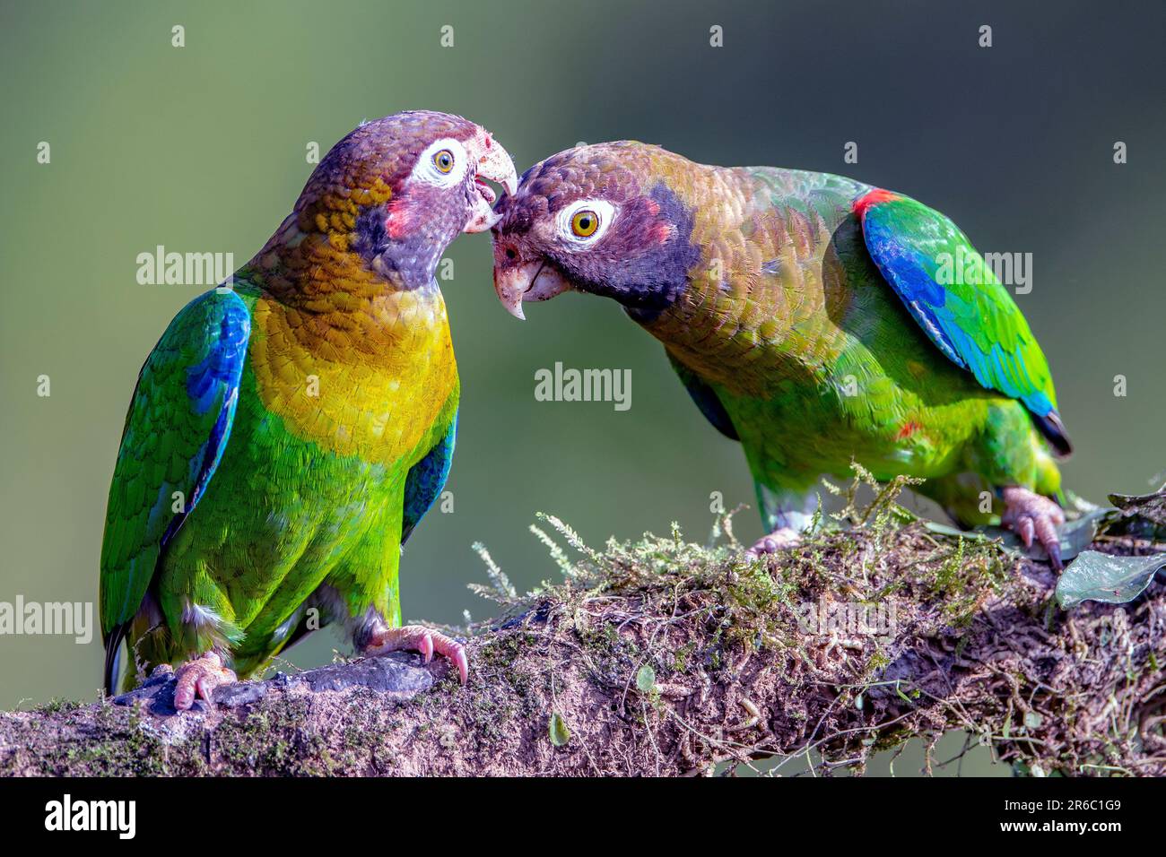 Brown-hooded parrots grooming (Pyrilia haematotis) from Laguna Lagarto, Costa Rica. Stock Photo