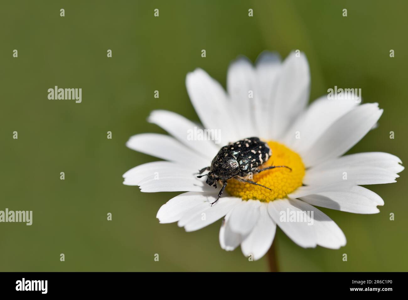 A small beetle, a mourning rose chafer (Oxythyrea funesta) sits in the middle of a white daisy against a green background Stock Photo