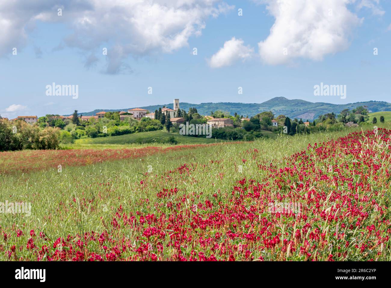 A field colored red by French honeysuckle flowers, with Orciano Pisano in the background, Tuscany, Italy Stock Photo